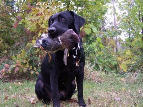 Duck Hunting Outfitter Wisconsin